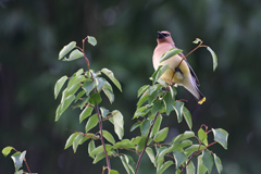 Cedar Waxwing