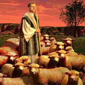 shepherd